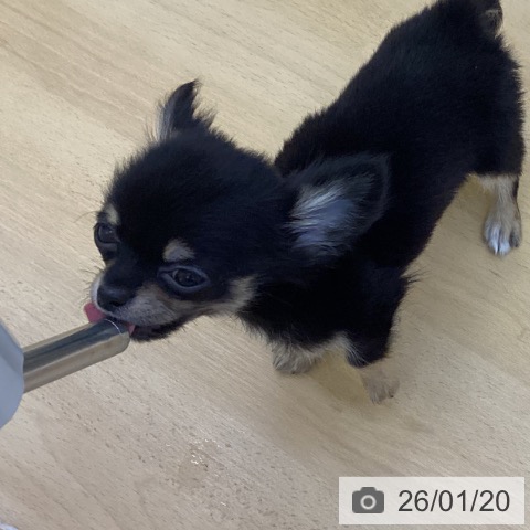 香川県のチワワ(ロング) (ペットプラス 綾川店/2025年11月2日生まれ/男の子/ブラッククリーム)の子犬の3枚目の画像