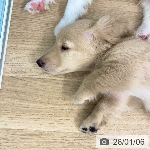 愛媛県のミニチュアダックスフンド(ロング) (ペットプラス 新居浜店/2025年11月3日生まれ/男の子/イエロー)の子犬の4枚目の画像