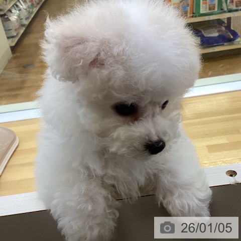 香川県のビションフリーゼ (ペットプラス 高松店/2025年11月4日生まれ/男の子/ホワイト)の子犬の4枚目の画像