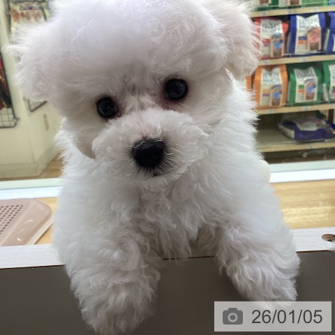 香川県のビションフリーゼ (ペットプラス 高松店/2025年11月4日生まれ/男の子/ホワイト)の子犬の4枚目の画像