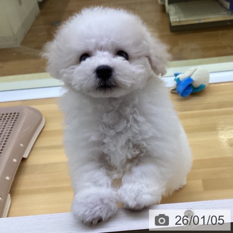 香川県のビションフリーゼ (ペットプラス 高松店/2025年11月4日生まれ/男の子/ホワイト)の子犬の3枚目の画像