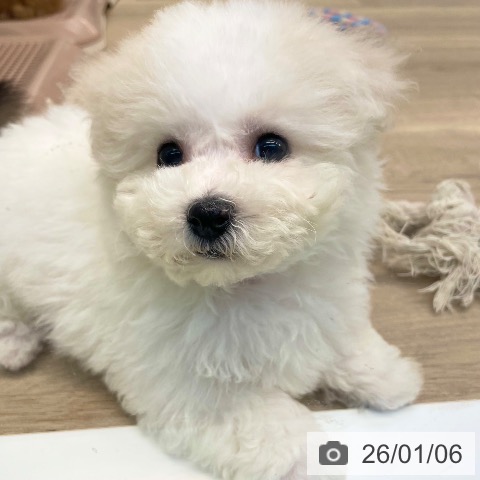 愛媛県のビションフリーゼ (ペットプラス 新居浜店/2025年11月4日生まれ/男の子/ホワイト)の子犬の4枚目の画像