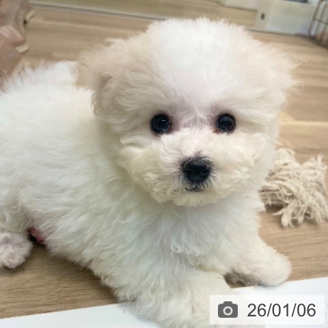 愛媛県のビションフリーゼ (ペットプラス 新居浜店/2025年11月4日生まれ/男の子/ホワイト)の子犬の3枚目の画像