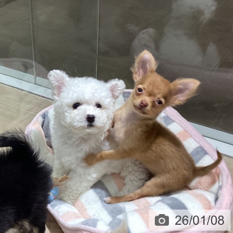 徳島県のビションフリーゼ (ペットプラス 徳島店/2025年11月6日生まれ/男の子/ホワイト)の子犬の4枚目の画像