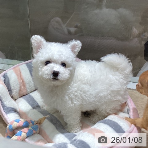 徳島県のビションフリーゼ (ペットプラス 徳島店/2025年11月6日生まれ/男の子/ホワイト)の子犬の3枚目の画像