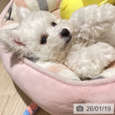 徳島県のビションフリーゼ (ペットプラス 徳島店/2025年11月6日生まれ/男の子/ホワイト)の子犬の3枚目の画像