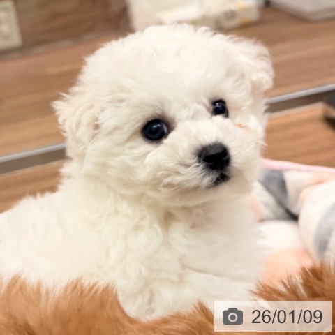 岡山県のビションフリーゼ (ペッツワン 岡山南店/2025年11月6日生まれ/男の子/ホワイト)の子犬の4枚目の画像