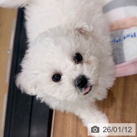 岡山県のビションフリーゼ (ペッツワン 岡山南店/2025年11月6日生まれ/男の子/ホワイト)の子犬の4枚目の画像