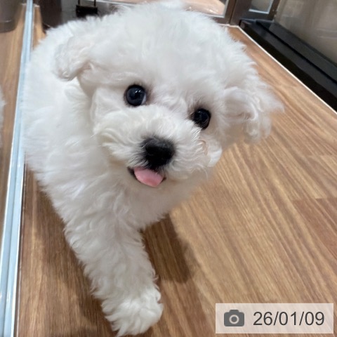 岡山県のビションフリーゼ (ペッツワン 岡山南店/2025年11月6日生まれ/男の子/ホワイト)の子犬の3枚目の画像