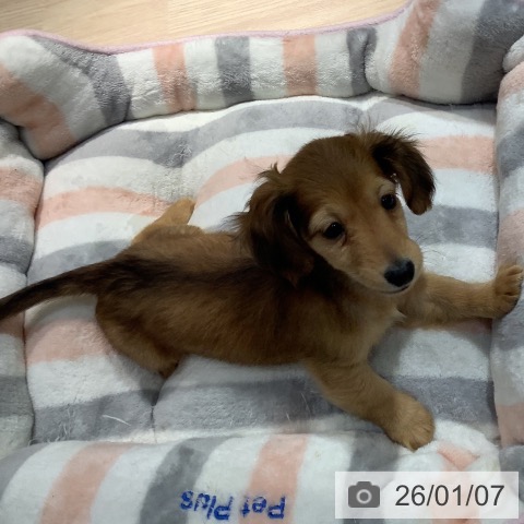 岡山県のカニンヘンダックスフンド(ロング) (ペットプラス 岡山店/2025年10月28日生まれ/男の子/レッド)の子犬の3枚目の画像