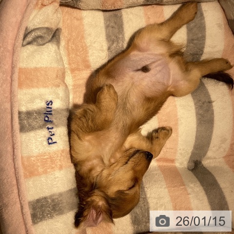 岡山県のカニンヘンダックスフンド(ロング) (ペットプラス 岡山店/2025年10月28日生まれ/男の子/レッド)の子犬の3枚目の画像