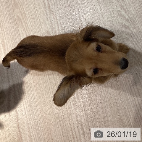 岡山県のカニンヘンダックスフンド(ロング) (ペットプラス 岡山店/2025年10月28日生まれ/男の子/レッド)の子犬の4枚目の画像