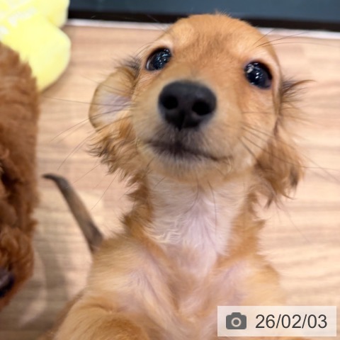 岡山県のカニンヘンダックスフンド(ロング) (ペッツワン 岡山南店/2025年10月28日生まれ/男の子/レッド)の子犬の4枚目の画像