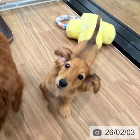 岡山県のカニンヘンダックスフンド(ロング) (ペッツワン 岡山南店/2025年10月28日生まれ/男の子/レッド)の子犬の3枚目の画像