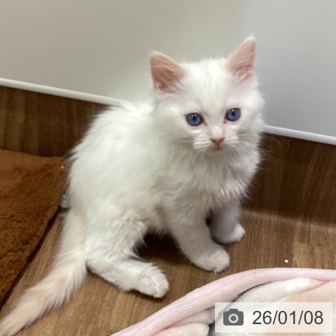 鳥取県のラグドール (ペッツワン 日吉津店/2025年10月27日生まれ/男の子/クリームポイントバイカラー)の子猫の3枚目の画像
