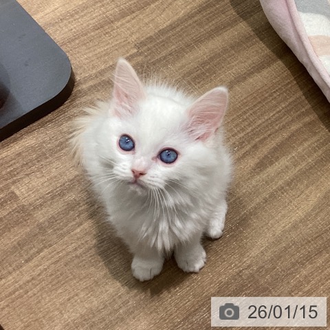 鳥取県のラグドール (ペッツワン 日吉津店/2025年10月27日生まれ/男の子/クリームポイントバイカラー)の子猫の4枚目の画像