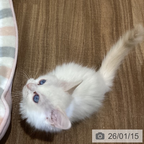鳥取県のラグドール (ペッツワン 日吉津店/2025年10月27日生まれ/男の子/クリームポイントバイカラー)の子猫の3枚目の画像