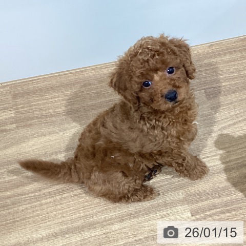 鳥取県のトイプードル(トイ) (ペッツワン 日吉津店/2025年11月7日生まれ/男の子/レッド)の子犬の3枚目の画像