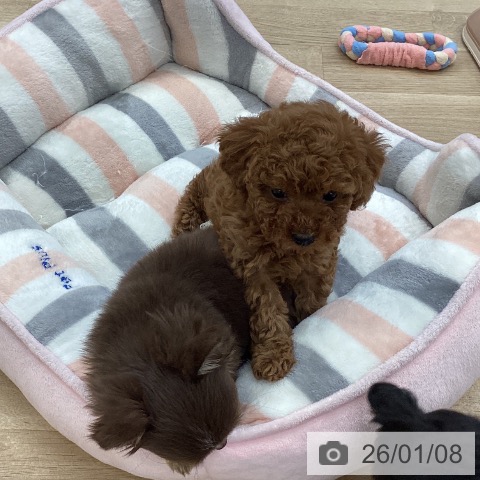 愛媛県のトイプードル(トイ) (ペットプラス 新居浜店/2025年11月7日生まれ/女の子/レッド)の子犬の4枚目の画像