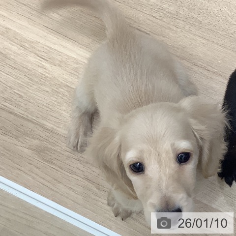 大阪府のミニチュアダックスフンド(ロング) (ペットプラス 鶴見店/2025年11月8日生まれ/男の子/イエロー)の子犬の4枚目の画像