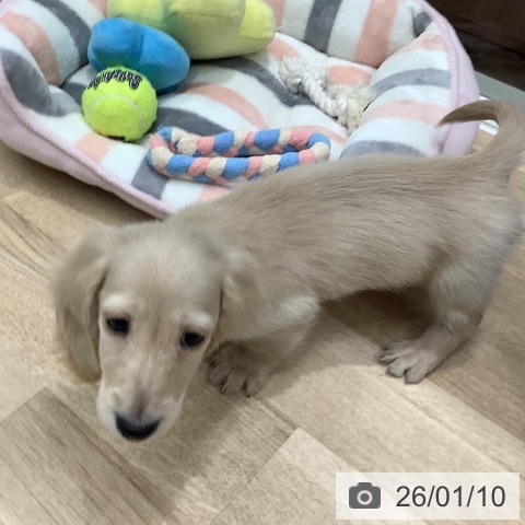 大阪府のミニチュアダックスフンド(ロング) (ペットプラス 鶴見店/2025年11月8日生まれ/男の子/イエロー)の子犬の3枚目の画像