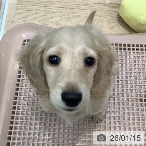 大阪府のミニチュアダックスフンド(ロング) (ペットプラス 鶴見店/2025年11月8日生まれ/男の子/イエロー)の子犬の4枚目の画像