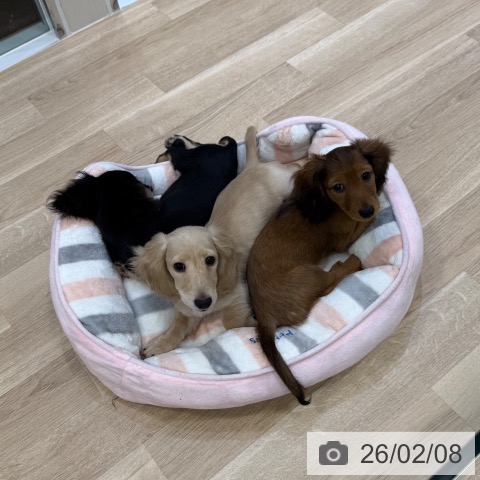 大阪府のミニチュアダックスフンド(ロング) (ペットプラス 堺北花田店/2025年11月8日生まれ/男の子/イエロー)の子犬の4枚目の画像