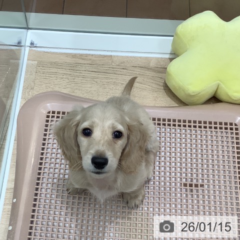 大阪府のミニチュアダックスフンド(ロング) (ペットプラス 鶴見店/2025年11月8日生まれ/男の子/イエロー)の子犬の3枚目の画像