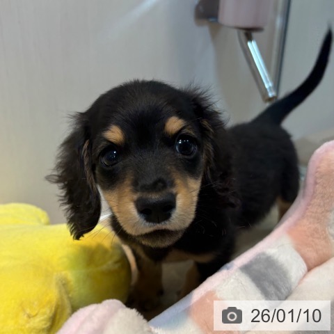 京都府のミニチュアダックスフンド(ロング) (ペットプラス イオンモールKYOTO店/2025年11月3日生まれ/男の子/ブラックタン)の子犬の3枚目の画像