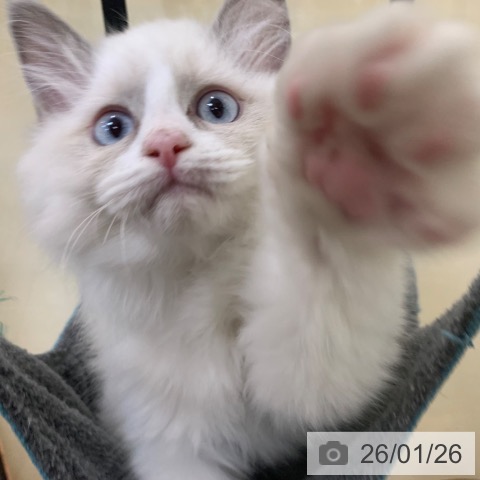 京都府のラグドール (ペットプラス 久御山店/2025年11月1日生まれ/男の子/ブルーポイントバイカラー)の子猫の3枚目の画像