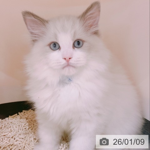 大阪府のラグドール (ペットプラス イオン大日店/2025年11月1日生まれ/男の子/ブルーポイントバイカラー)の子猫の4枚目の画像