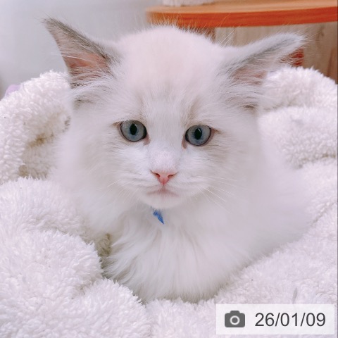 大阪府のラグドール (ペットプラス イオン大日店/2025年11月1日生まれ/男の子/ブルーポイントバイカラー)の子猫の3枚目の画像
