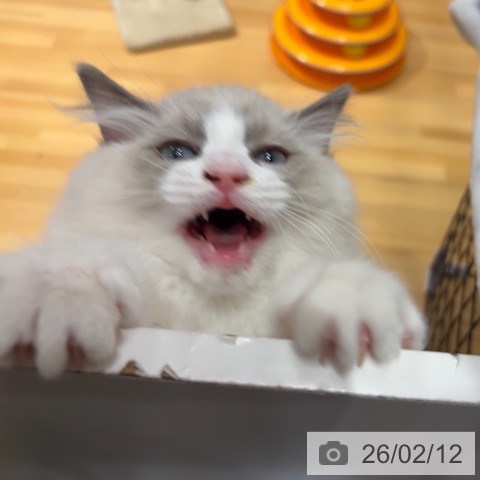 ラグドールの写真