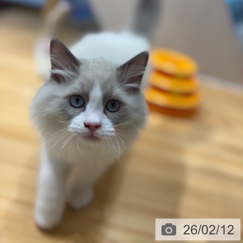 ラグドールの写真