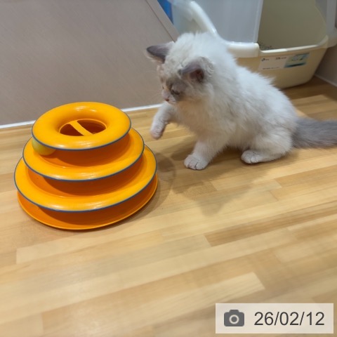 ラグドールの写真