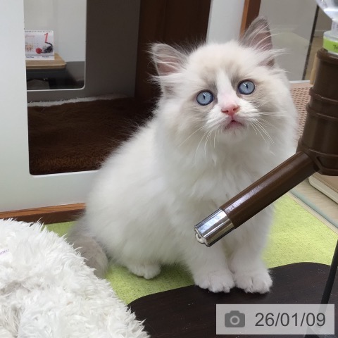 大阪府のラグドール (ペットプラス ららぽーと和泉店/2025年11月1日生まれ/男の子/ブルーポイントバイカラー)の子猫の3枚目の画像