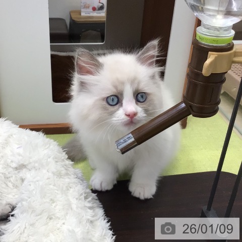 大阪府のラグドール (ペットプラス ららぽーと和泉店/2025年11月1日生まれ/男の子/ブルーポイントバイカラー)の子猫の3枚目の画像