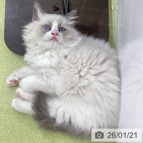 大阪府のラグドール (ペットプラス ららぽーと和泉店/2025年11月1日生まれ/男の子/ブルーポイントバイカラー)の子猫の4枚目の画像