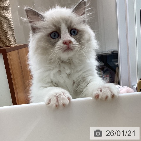 大阪府のラグドール (ペットプラス ららぽーと和泉店/2025年11月1日生まれ/男の子/ブルーポイントバイカラー)の子猫の3枚目の画像