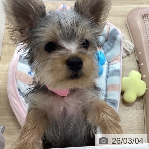 ヨークシャー・テリアの写真