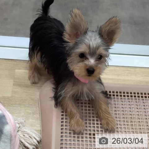 ヨークシャー・テリアの写真