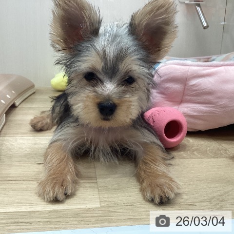 ヨークシャー・テリアの写真