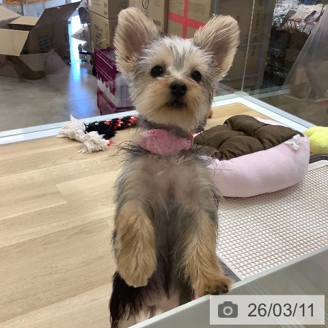 ヨークシャー・テリアの写真