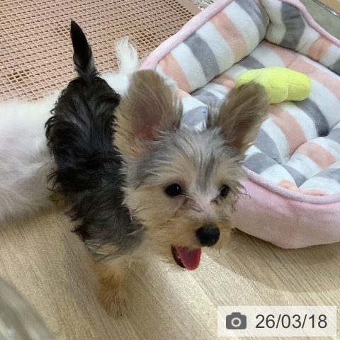 ヨークシャー・テリアの写真