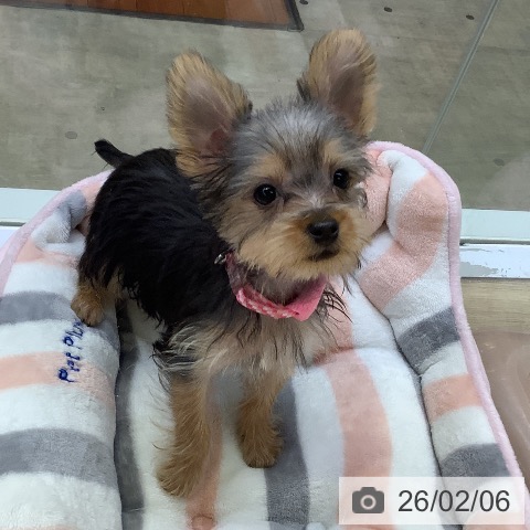 ヨークシャー・テリアの写真