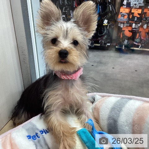 ヨークシャー・テリアの写真