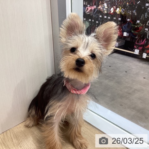 ヨークシャー・テリアの写真