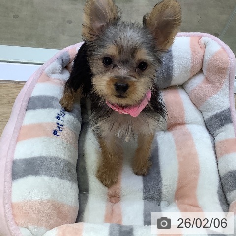 兵庫県のヨークシャーテリア (ペットプラス 明石店/2025年10月28日生まれ/女の子/スチールブルータン)の子犬の4枚目の画像