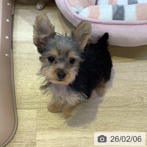 兵庫県のヨークシャーテリア (ペットプラス 明石店/2025年10月28日生まれ/女の子/スチールブルータン)の子犬の3枚目の画像