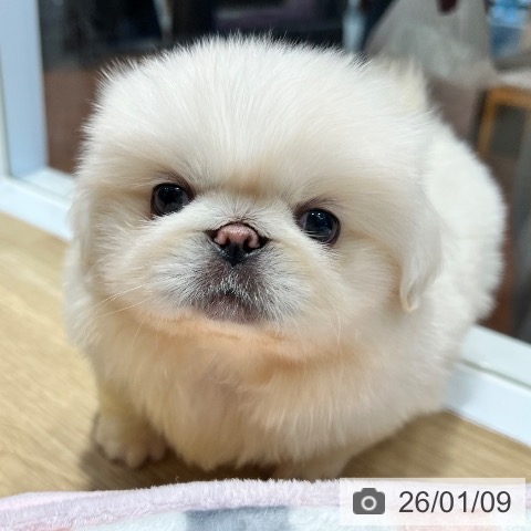 大阪府のペキニーズ (ペットプラス 四條畷店/2025年11月6日生まれ/男の子/クリーム)の子犬の4枚目の画像